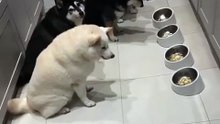 This four dogs have been taught to wait for their slower sibling, before starting their meal.