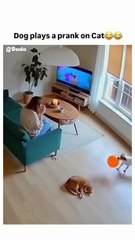 When dogs think they’re pranksters 😂😂  Disclaimer: *This is a humor video for entertainment purposes; all content is fictional. We created this video using artificial intelligence tools and post-production editing.