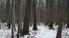 How Snow on Trees Reveals Wind Direction | Winter Bushcraft Skill