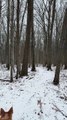 How Snow on Trees Reveals Wind Direction | Winter Bushcraft Skill