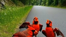 Kind Man Rescues an Unconscious Rare Red Bird and Her Babies from the Roadside 🛣️🐣✨