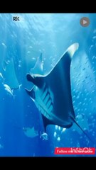 A snapshot from the depths of the Atlantic Ocean (National Geographic) لقطه من اعماق المحيط الاطلسي ( نشونال جغرافيك