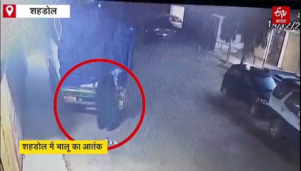 गजब है ये भालू, अंधेरी रात में पहुंचता है चोरी करने, खाने का सामान लेकर हो जाता है रफू चक्कर