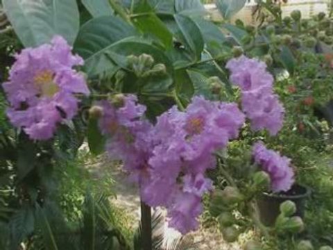 Gas Tarane Manke (HIS MASTERS VOICE] 78rpm