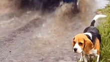 Kind-Hearted and Compassionate Truck Driver Saves a Mother Dog and Her Puppies in Heavy Rain 💔➡️❤️