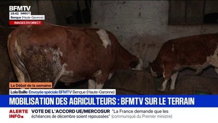 "Ce sont plusieurs générations qui s'en vont en fumée": cet agriculteur de Haute-Garonne attend les résultats de plusieurs de ses vaches, suspectées d'avoir contracté la dermatose bovine