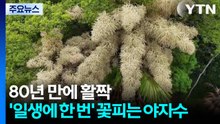 80년 만에 활짝...'일생에 한 번' 꽃피는 야자수 / YTN