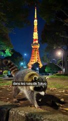Les ratons laveurs de Tokyo