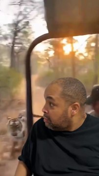 Ce tigre court plus vite que la voiture 😲 #tigre #incroyable #humour #parodie ( vidéo, réalisée avec trucage)