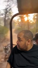 Ce tigre court plus vite que la voiture 😲 #tigre #incroyable #humour #parodie ( vidéo, réalisée avec trucage)