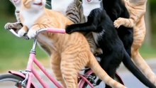 cat cycling #cat #funny