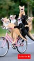 cat cycling #cat #funny