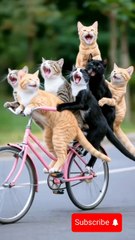 cat cycling #cat #funny