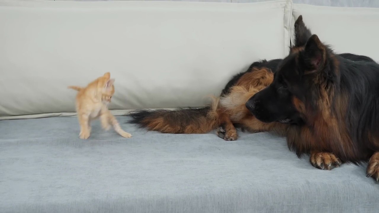 German Shepherd Attacked by Cute Tiny Kitten