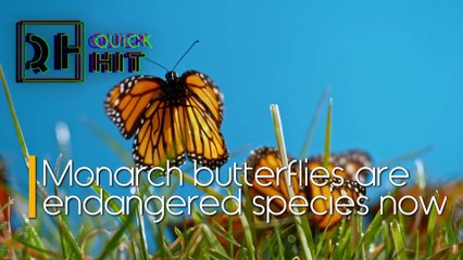 Monarch Butterflies Are Endangered Species Now