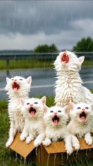 Kind-Hearted Man Rescues a Poor Cat and Her Kittens in Heavy Rain 🛣️