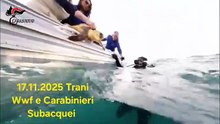 Carabinieri liberano tre tartarughe Caretta Caretta a Trani