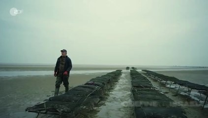 Nord Nord Mord -27- Sievers und die stillen Austern