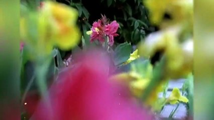 Kishore & Lata Duets | Kishore Kumar Hit Songs | Lata Mangeshkar Songs | Old Romantic Songs Jukebox