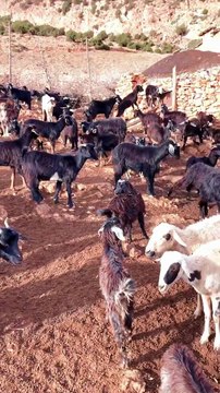 #reel tamazirte ifolkin Maroc