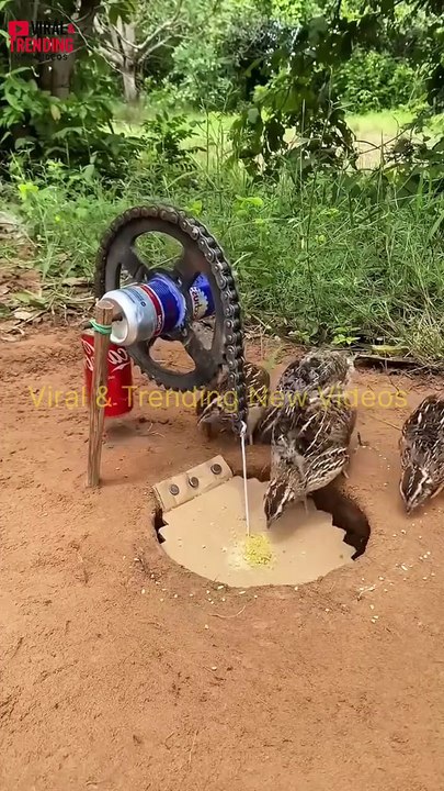 What a Trap for Birds