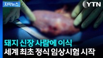 [자막뉴스] 돼지 신장 사람에 이식...세계 최초 정식 임상시험 시작 / YTN