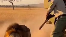 Lion attack safari ride