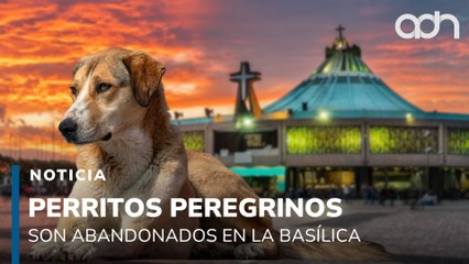 Perritos peregrinos son abandonados en la Basílica de Guadalupe