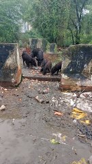 Feeding pigs in my place