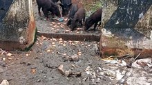 Feeding pigs in my place