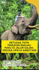 Petugas TNTN Temukan Ranjau Paku di Jalur Gajah, Diduga Upaya Sabotase