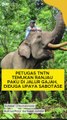 Petugas TNTN Temukan Ranjau Paku di Jalur Gajah, Diduga Upaya Sabotase
