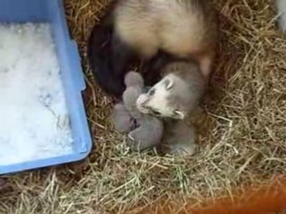 Les bébés