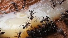 Ant Poison