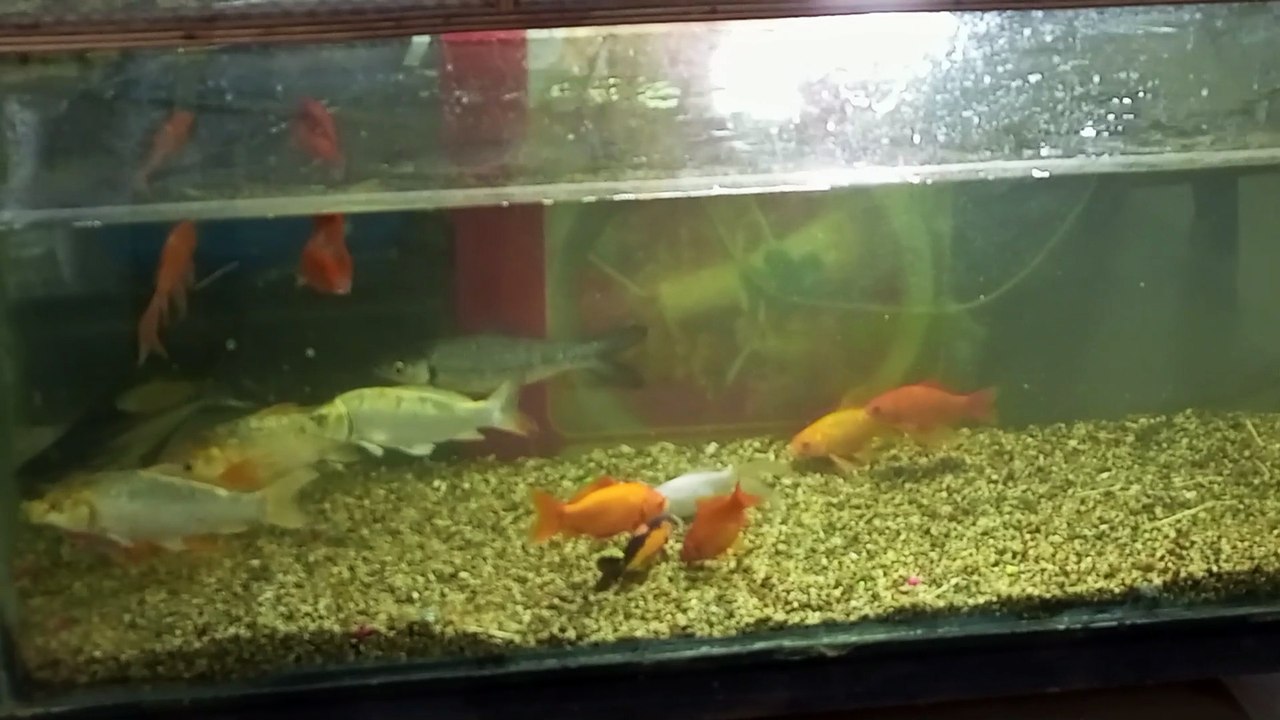 Fish Aquarium