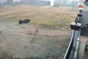 भालुओं का आतंक! शहर में घुसे तीन भालू, दो लोग घायल, साइकिल सवार बाल-बाल बचा, देखे Video