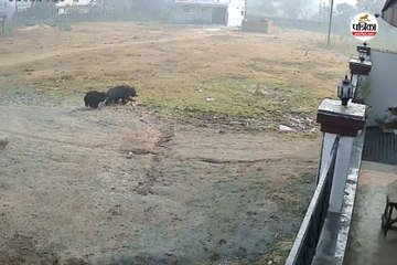 भालुओं का आतंक! शहर में घुसे तीन भालू, दो लोग घायल, साइकिल सवार बाल-बाल बचा, देखे Video