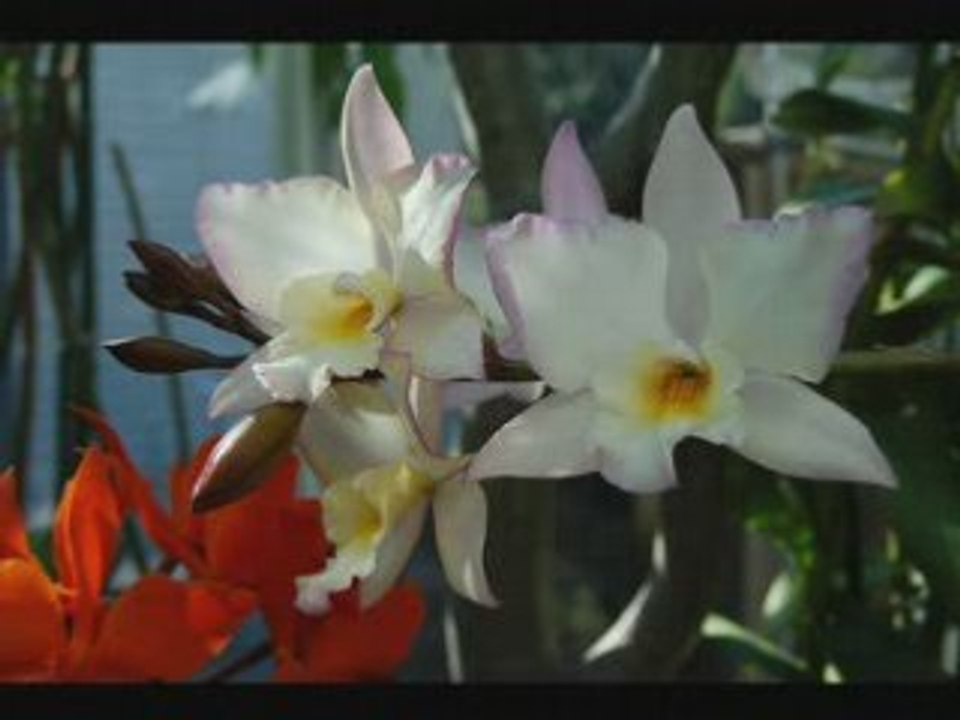 Ritual fire dance-Mantovani   [DECCA] 78rpm