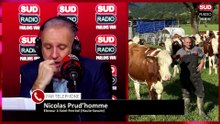 "48 vaches et 20 veaux" : un éleveur témoigne après l'abattage d'une partie de son troupeau