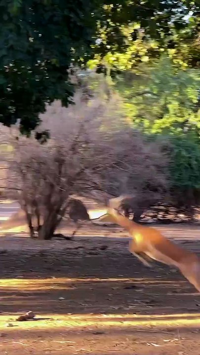 They are playing with each other animals in forest