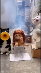 ​Viral Pet Comedy! The Funniest Cat Street Performance You'll Ever See 😂