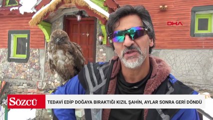 Tedavi edip doğaya bıraktığı kızıl şahin, aylar sonra geri döndü