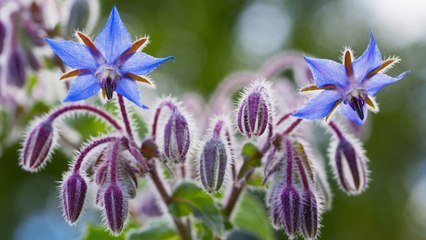 8 Reasons Why You Should Grow Borage By Your Front Door