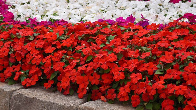 9 Gardening Tips For Growing A Big Impatiens Garden