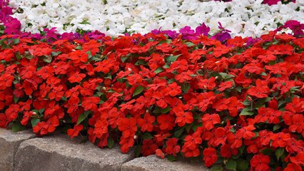 9 Gardening Tips For Growing A Big Impatiens Garden