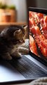 Cat Sees Virtual BBQ On Screen And Goes Crazy! 🐱🔥 | Hilarious Cat Reaction