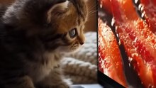 Cat Sees Virtual BBQ On Screen And Goes Crazy! 🐱🔥 | Hilarious Cat Reaction
