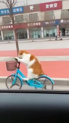 Cat Rides Bike Then Curses Owner After Epic Fall! 😾🚲 | Angry Cat Gone Viral