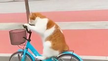 Cat Rides Bike Then Curses Owner After Epic Fall! 😾🚲 | Angry Cat Gone Viral