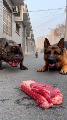 Two Dogs Fight Over Food - Then A Cat Steals It ALL! 😹🏆 Ultimate Pet Heist